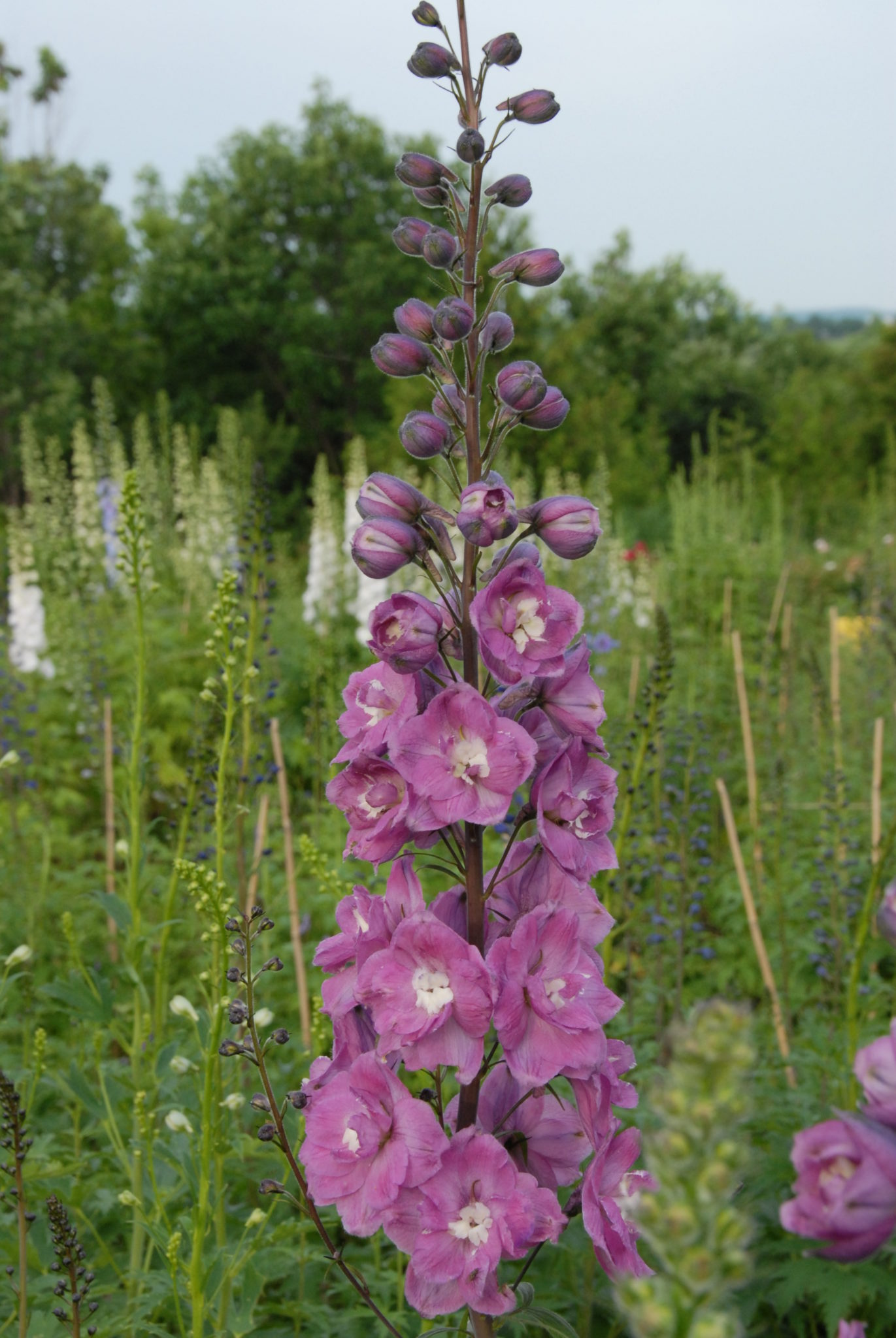 Delphinium: Medium Pink – Blossom Hill Nursery