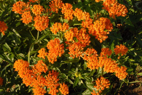 Asclepsia tuberosa - Seed