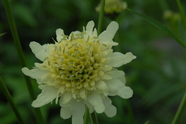 Cephalaria gigantea - Seed