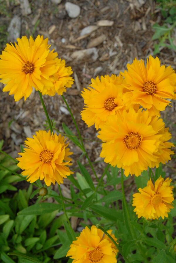 Coreopsis lanceolata - Native - Seed