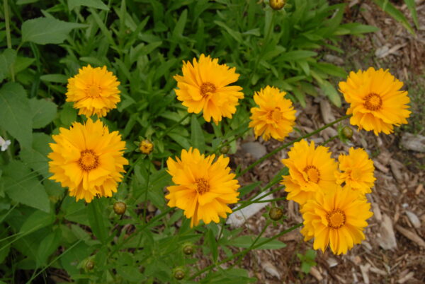 Coreopsis lanceolata - Native - Seed - Image 3