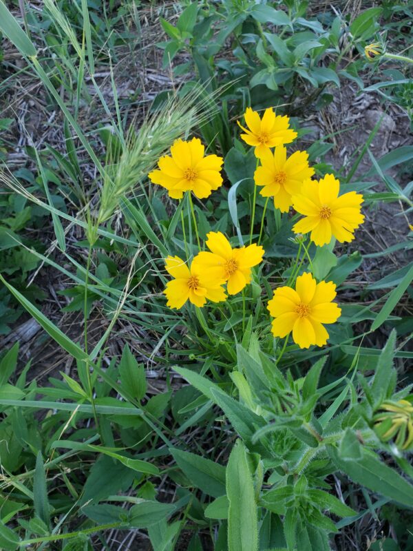 Coreopsis lanceolata - Native - Seed - Image 2