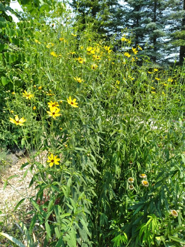 Tall Coreopsis - Native - Seed - Image 2