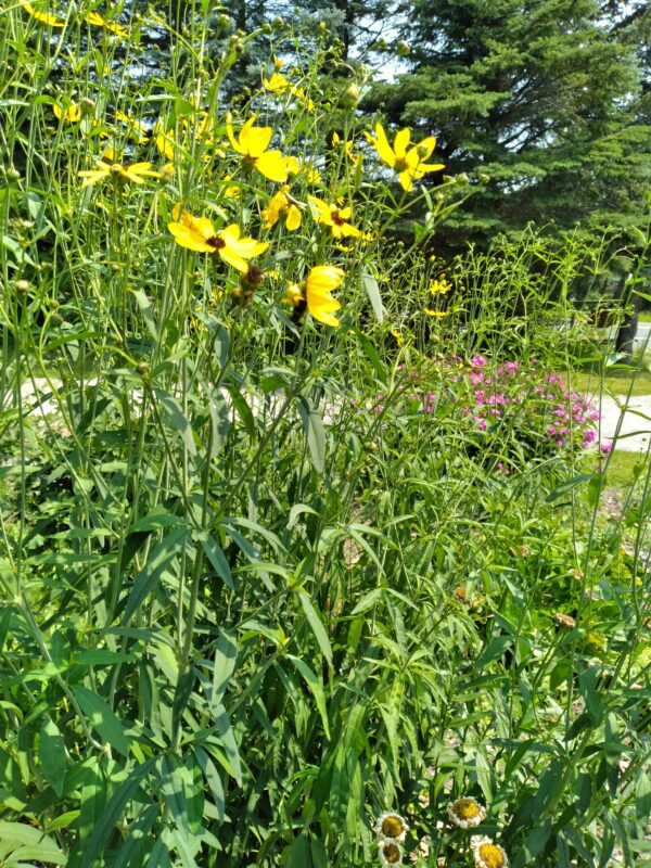 Tall Coreopsis - Native - Seed