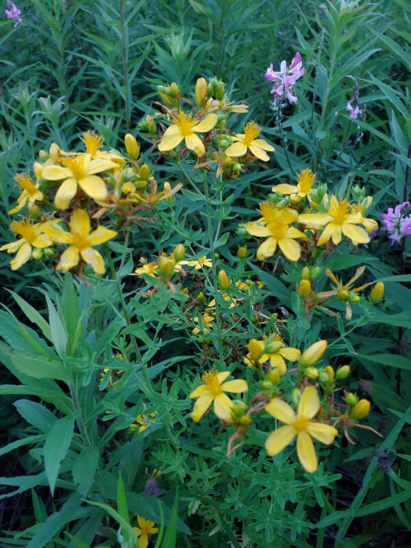 Great St. John's Wort - Native - Seed