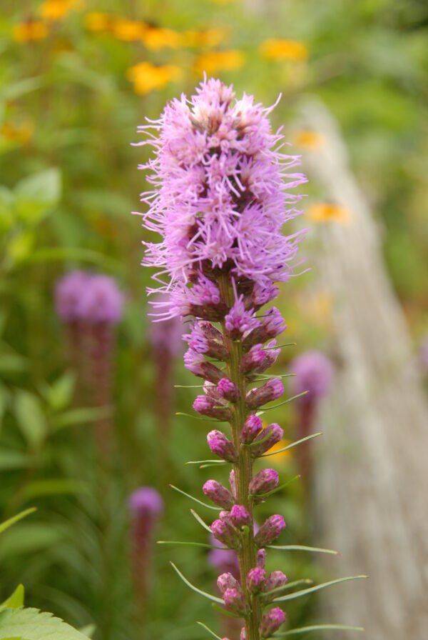 Meadow Blazing Star - Native - Seed