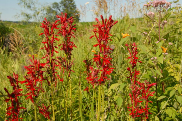 Lobelia cardinalis - Native - Seed - Image 2