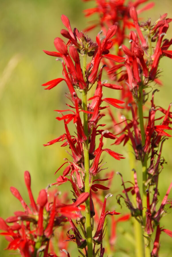 Lobelia cardinalis - Native - Seed