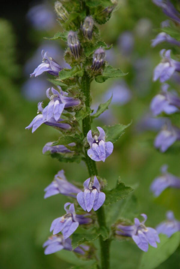 Great Blue Lobelia - Native - Seed