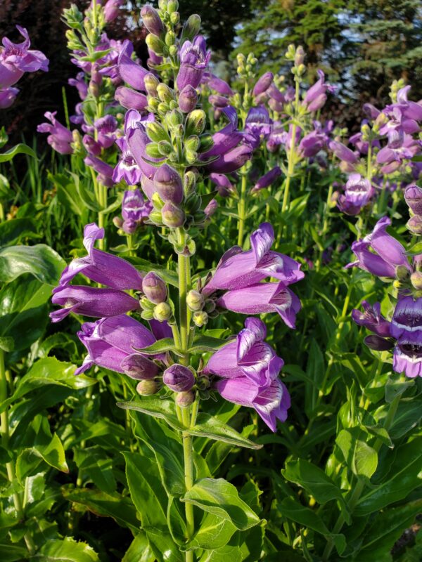 Foxglove - Native - Seed