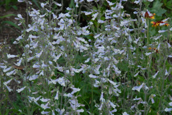 Hairy Penstemon - Native - Seed