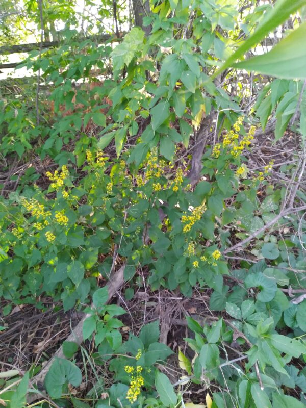 Solidago flexicaulis- Native - Seed - Image 2