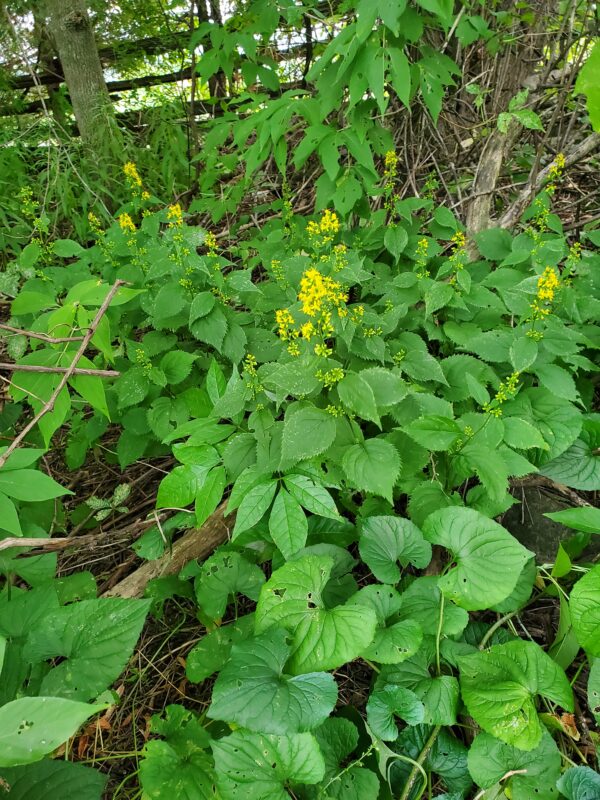 Solidago flexicaulis- Native - Seed