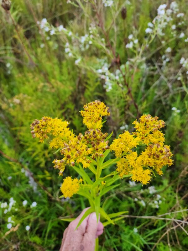 Riddell's goldenrod- Native - Seed