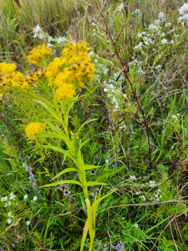 Riddell's goldenrod- Native - Seed - Image 2