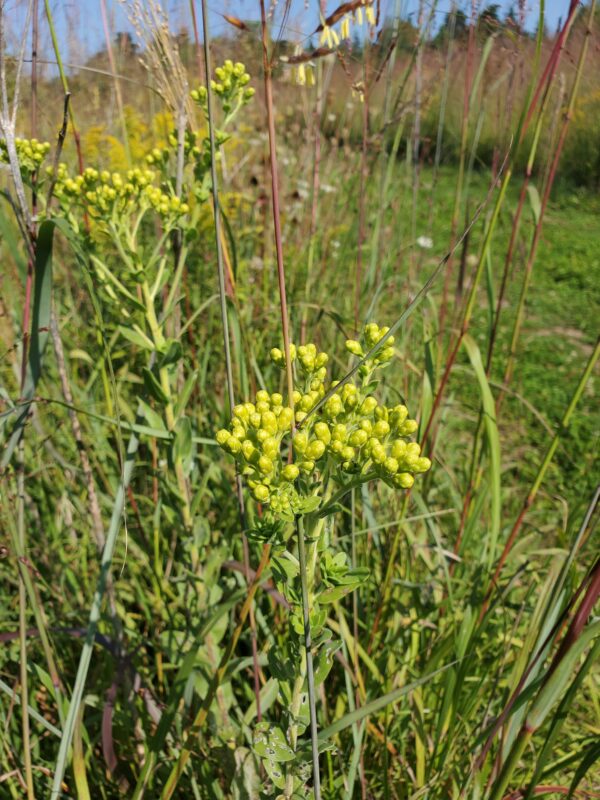 Stiff Goldenrod - Native - Seed